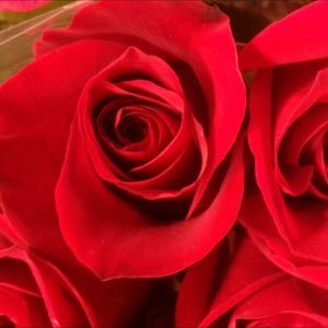 Meet your Posher, Bonnie